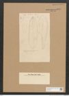 Surirella sp. (de-Toni-Nr.: Genus 53) Zeichnungen Sammlung Grunow Nr. 4845 (NHMW-BOT-W0373015)